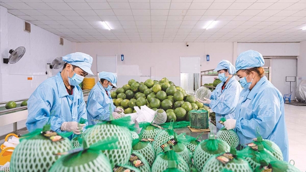 Doanh nghiệp chờ hệ thống vận hành thống nhất